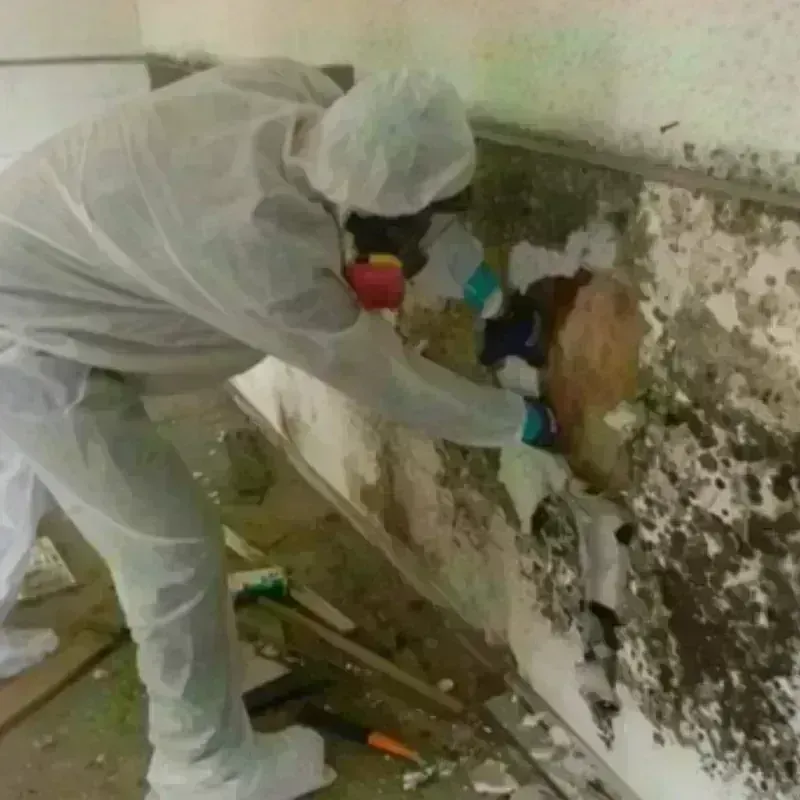 Mold Remediation and Removal in Shepherd, TX